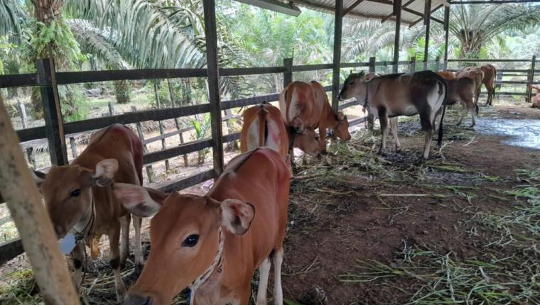 Pemda Kutim Genjot Program Sikomandan, Targetkan 100 Pedet Lahir hingga 2026