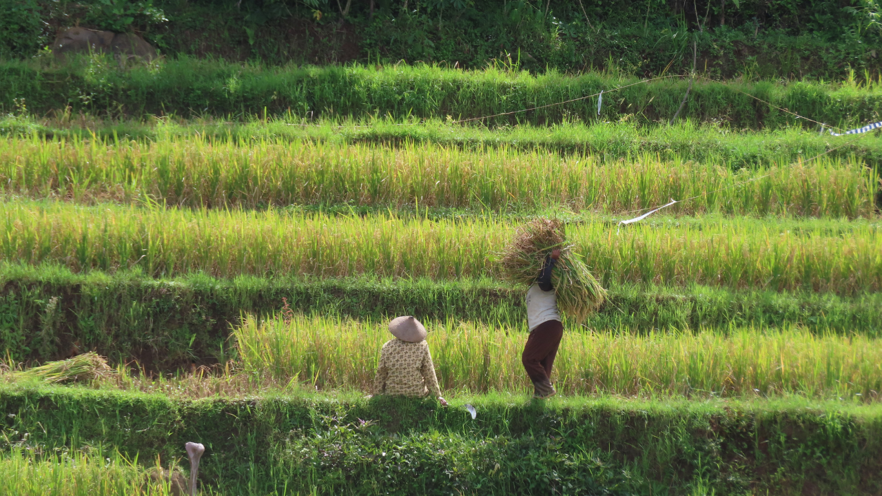 53 Komoditas Agro Indonesia Dapat Tarif 0% ke AS, Peluang Ekspor Naik Kelas dan Dorong Hilirisasi