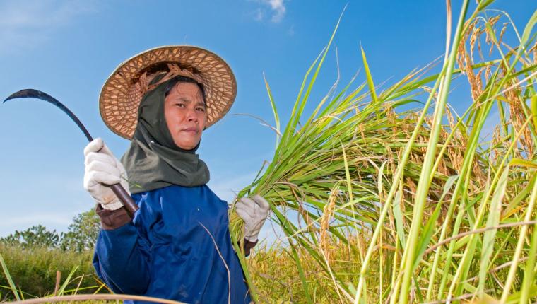NTP Kalimantan Timur Turun ke 148,33 pada November 2025, Hortikultura Jadi Penopang Kenaikan
