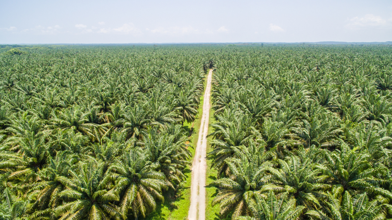 Di Tengah Proteksionisme Global, Sawit Indonesia Dapat Ruang Ekspor Baru ke AS Lewat Skema Tarif 0%