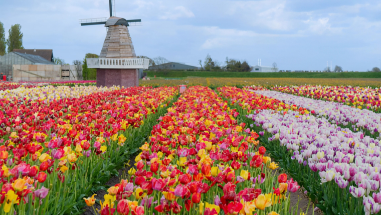 Tulip Belanda: Dari Bunga Asia Tengah hingga Industri Florikultura Bernilai Miliaran Euro