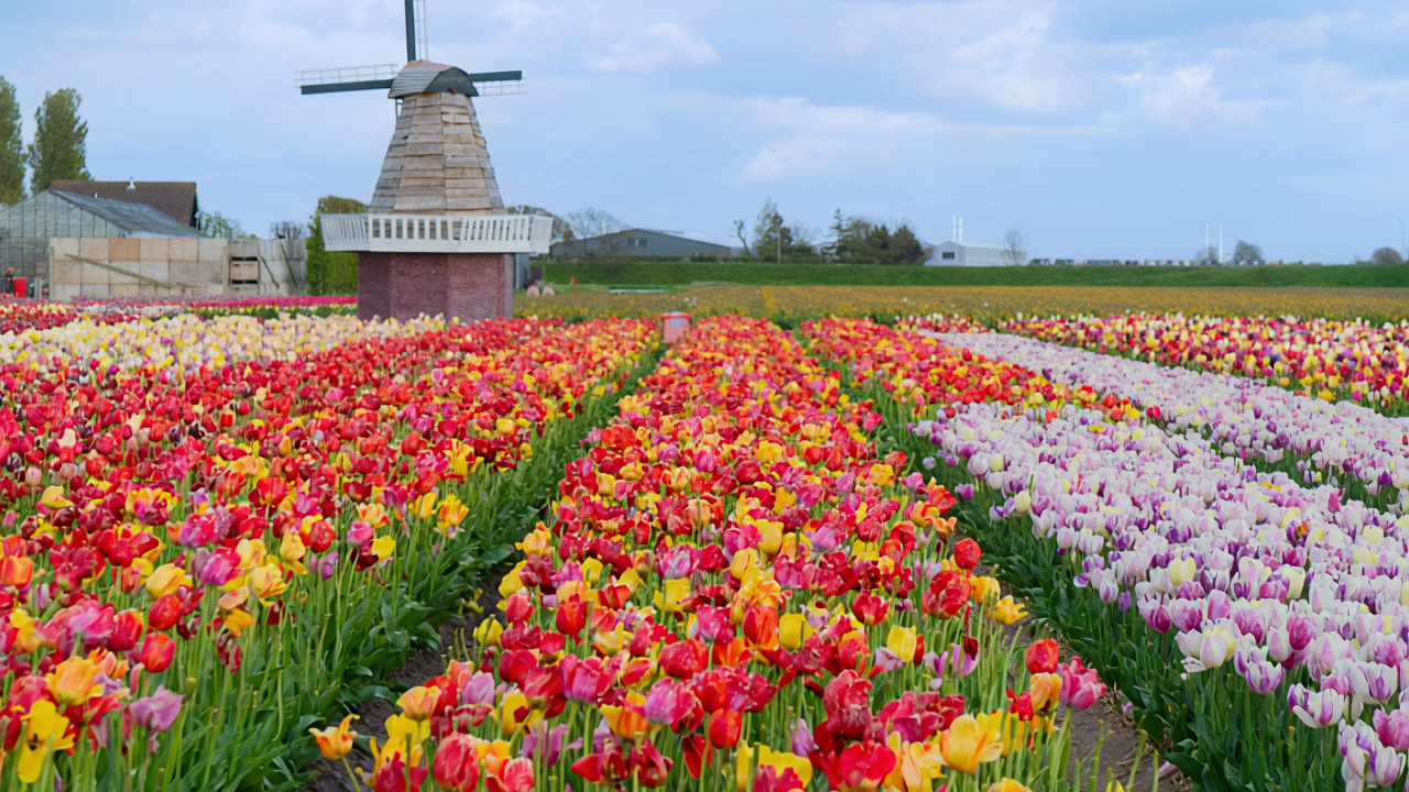 Tulip Belanda: Dari Bunga Asia Tengah hingga Industri Florikultura Bernilai Miliaran Euro